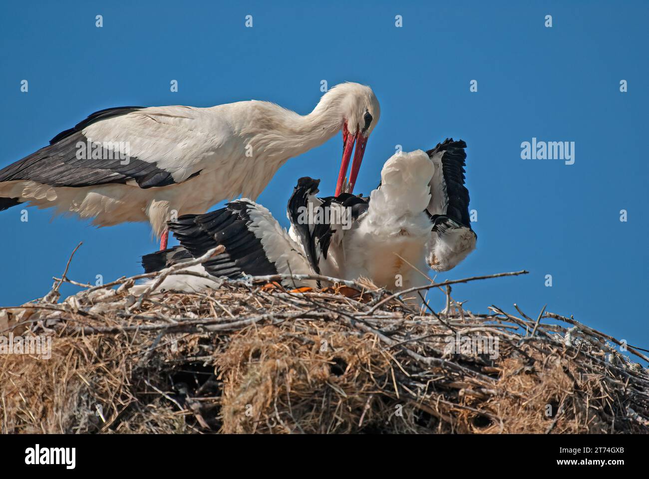 Cicogna bianca (Ciconia ciconia) che dà da mangiare ai suoi piccoli nel nido. Foto Stock