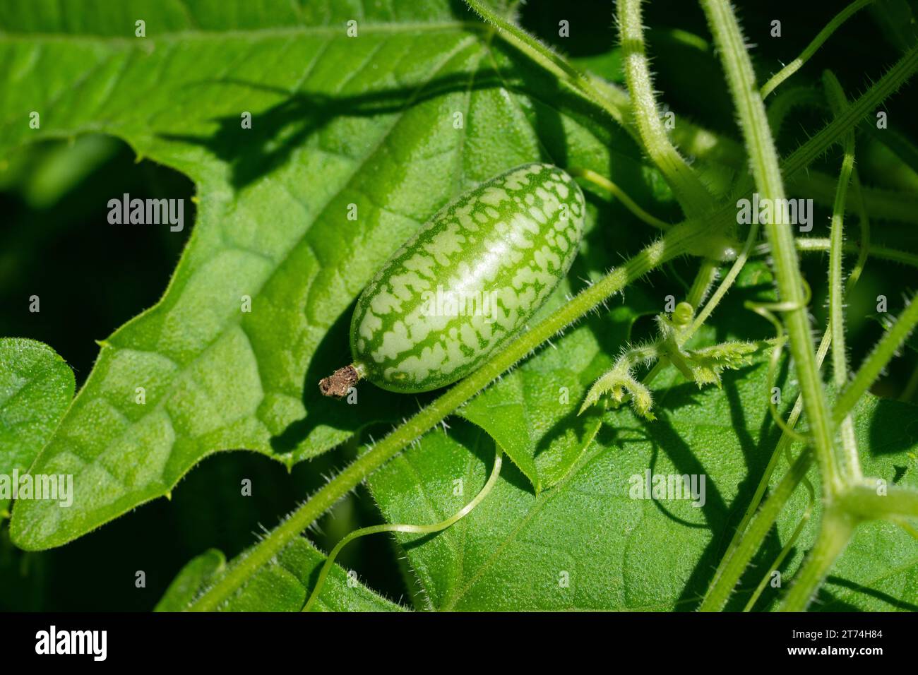 Issaquah, Washington, USA. Piccolo cucamelon che cresce sulla vite. Foto Stock