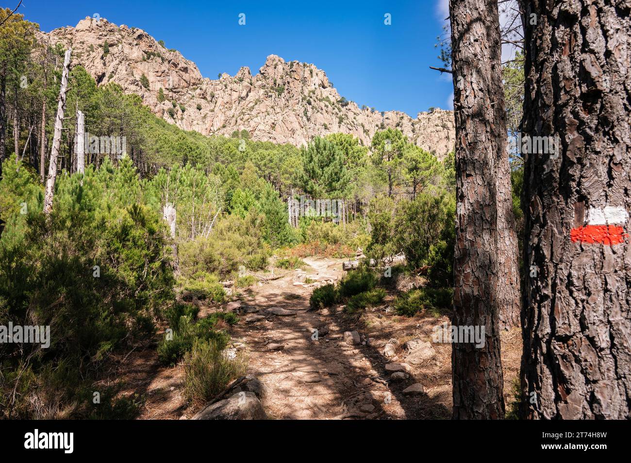 Foresta e montagne vicino i Paliri, GR20, Corsica, Francia Foto Stock