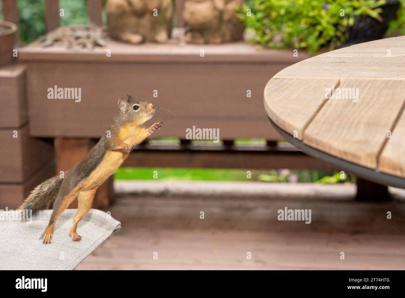 Issaquah, Washington, USA. Douglas Squirrel si allunga mentre sta per saltare su un tavolo da patio in legno Foto Stock