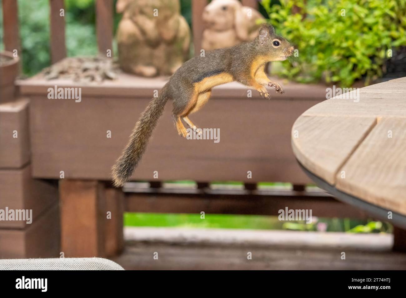 Issaquah, Washington, USA. Douglas Squirrel salta da una sedia a un tavolo da patio in legno. Foto Stock