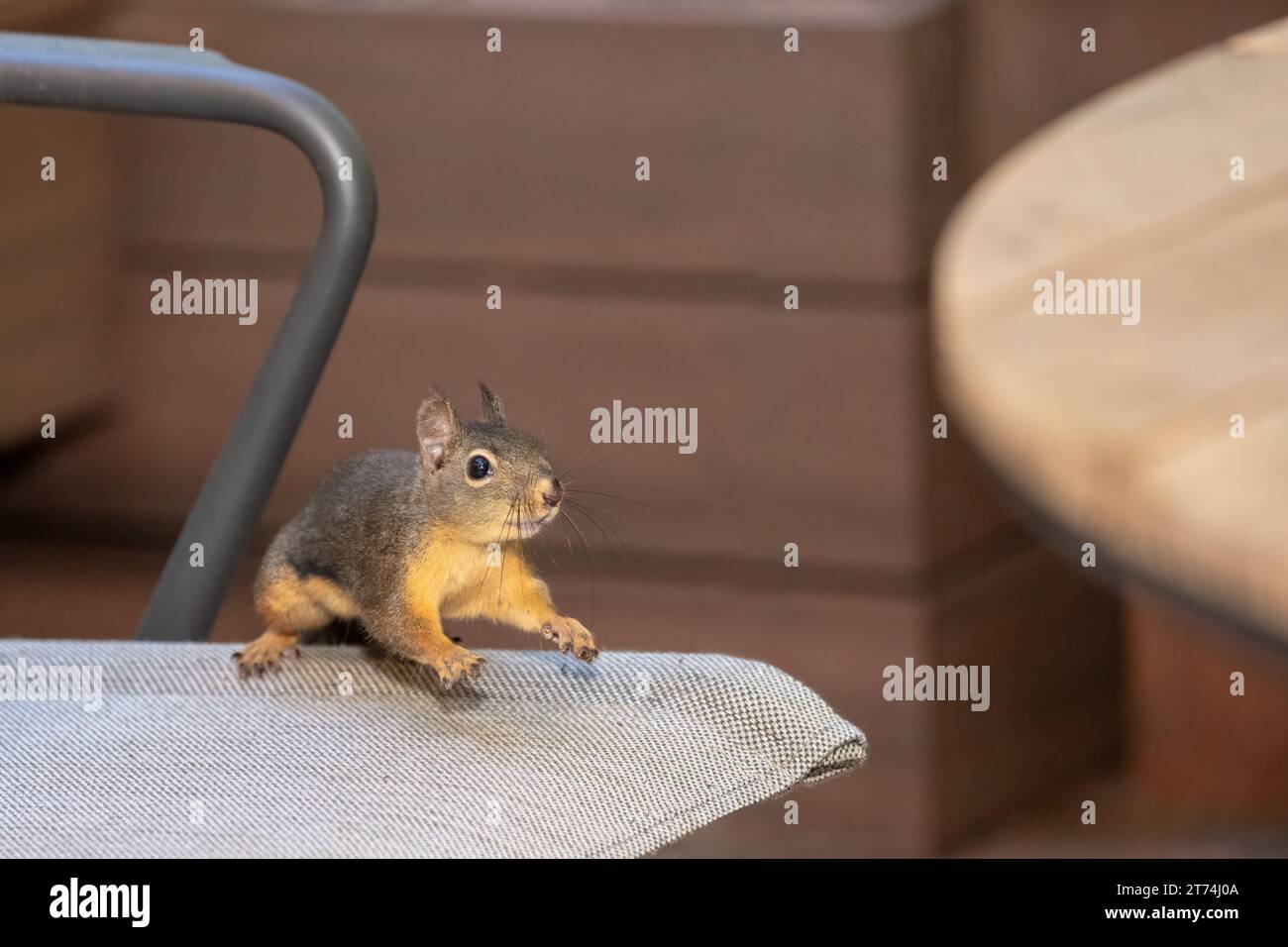 Issaquah, Washington, USA. Douglas Squirrel salta su una sedia come un trampolino per saltare sul tavolo. Foto Stock
