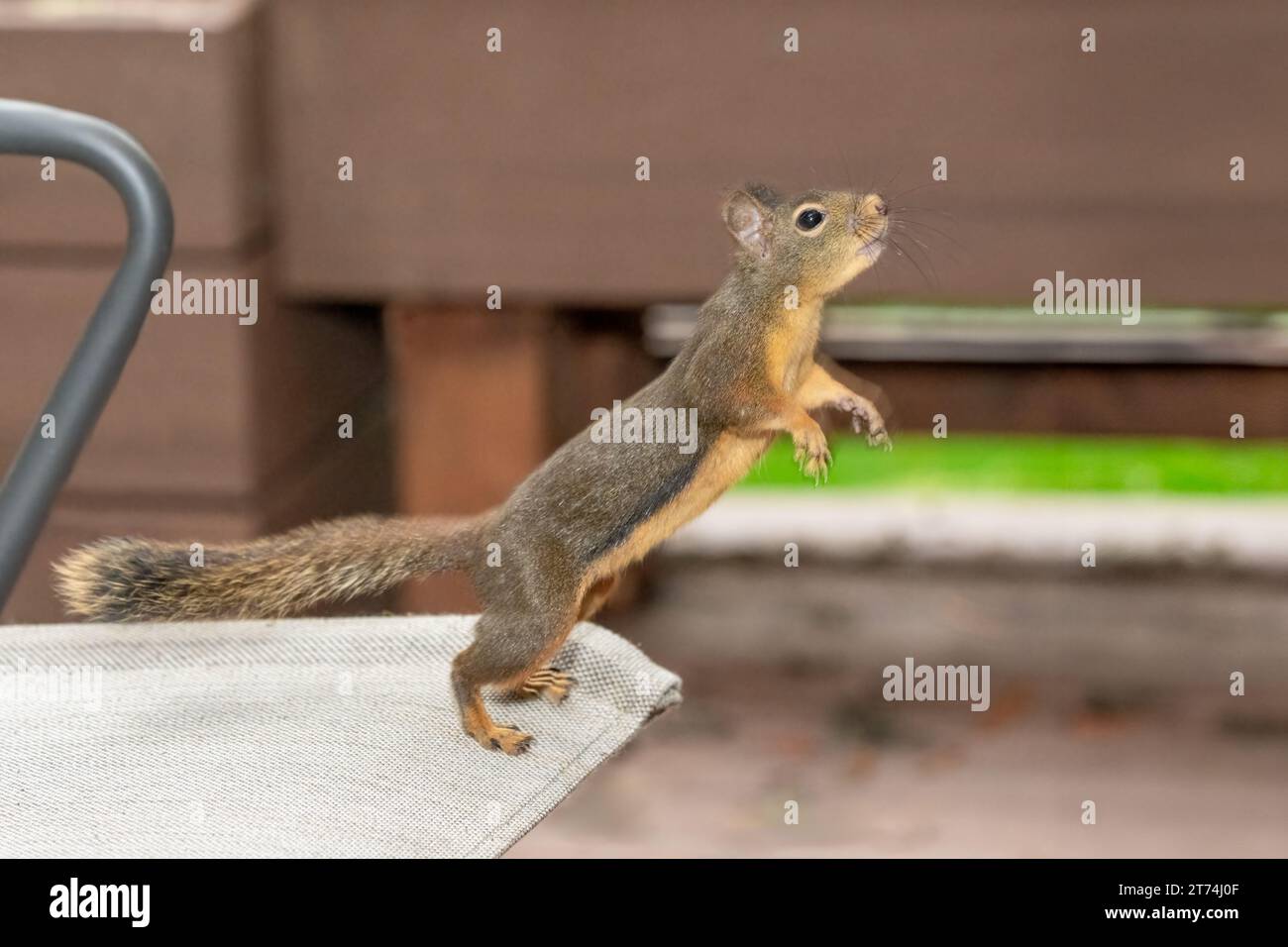 Issaquah, Washington, USA. Douglas Squirrel si allunga mentre sta per saltare su un tavolo da patio in legno Foto Stock