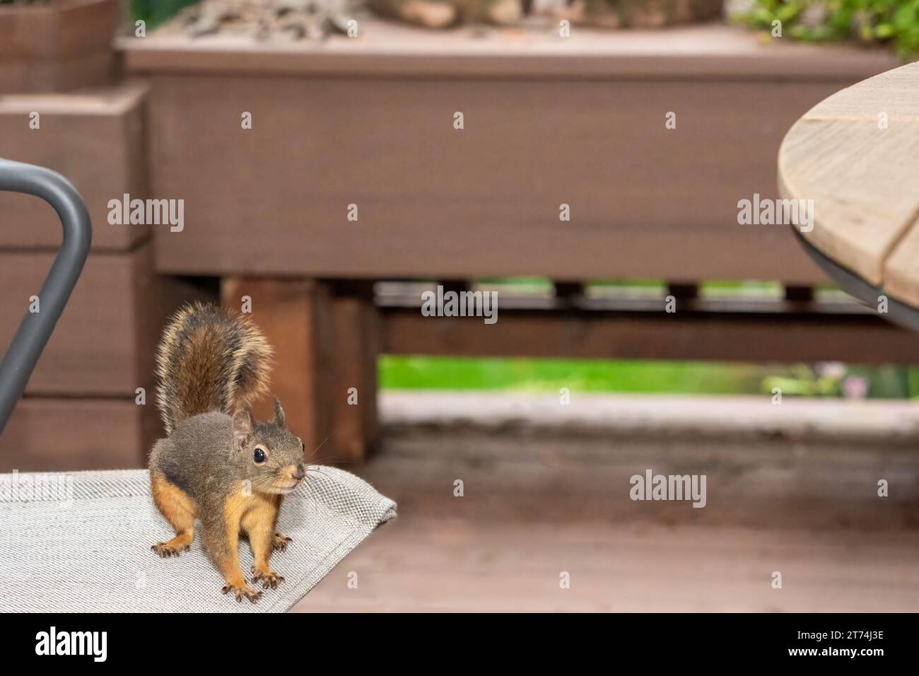 Issaquah, Washington, USA. Douglas Squirrel in piedi su una sedia da patio, che sta per saltare sul tavolo Foto Stock