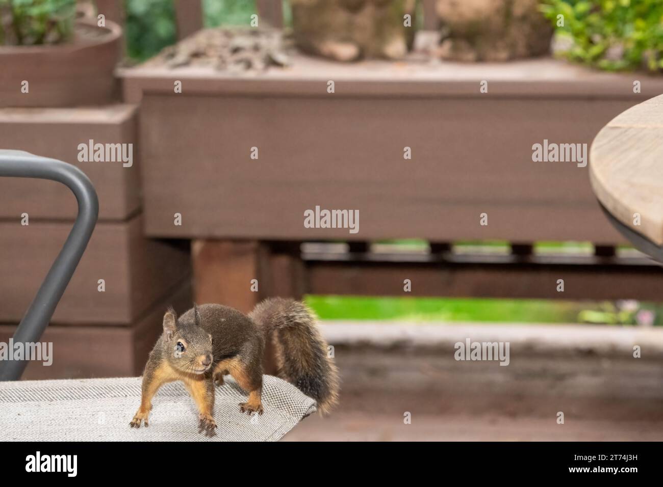 Issaquah, Washington, USA. Douglas Squirrel in piedi su una sedia da patio, che sta per saltare sul tavolo Foto Stock