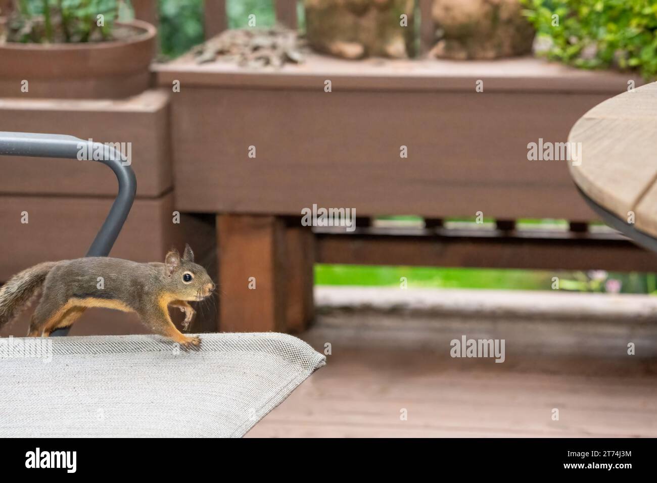 Issaquah, Washington, USA. Douglas Squirrel salta su una sedia da patio, sta per saltare sul tavolo Foto Stock