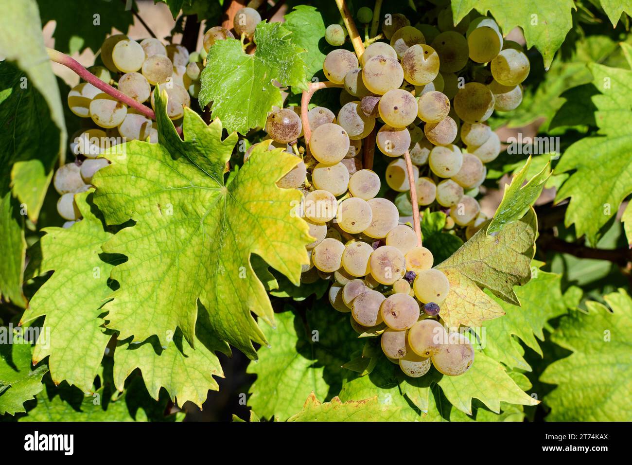 Primo piano di uve bianche biologiche mature e foglie verdi in vigna in una giornata di sole autunnale Foto Stock