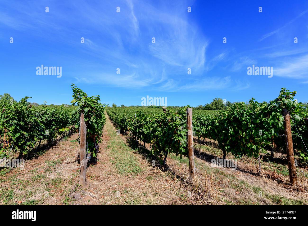 Fila con grandi piante con molte uve biologiche mature e foglie verdi in vigna in una giornata di sole autunno Foto Stock