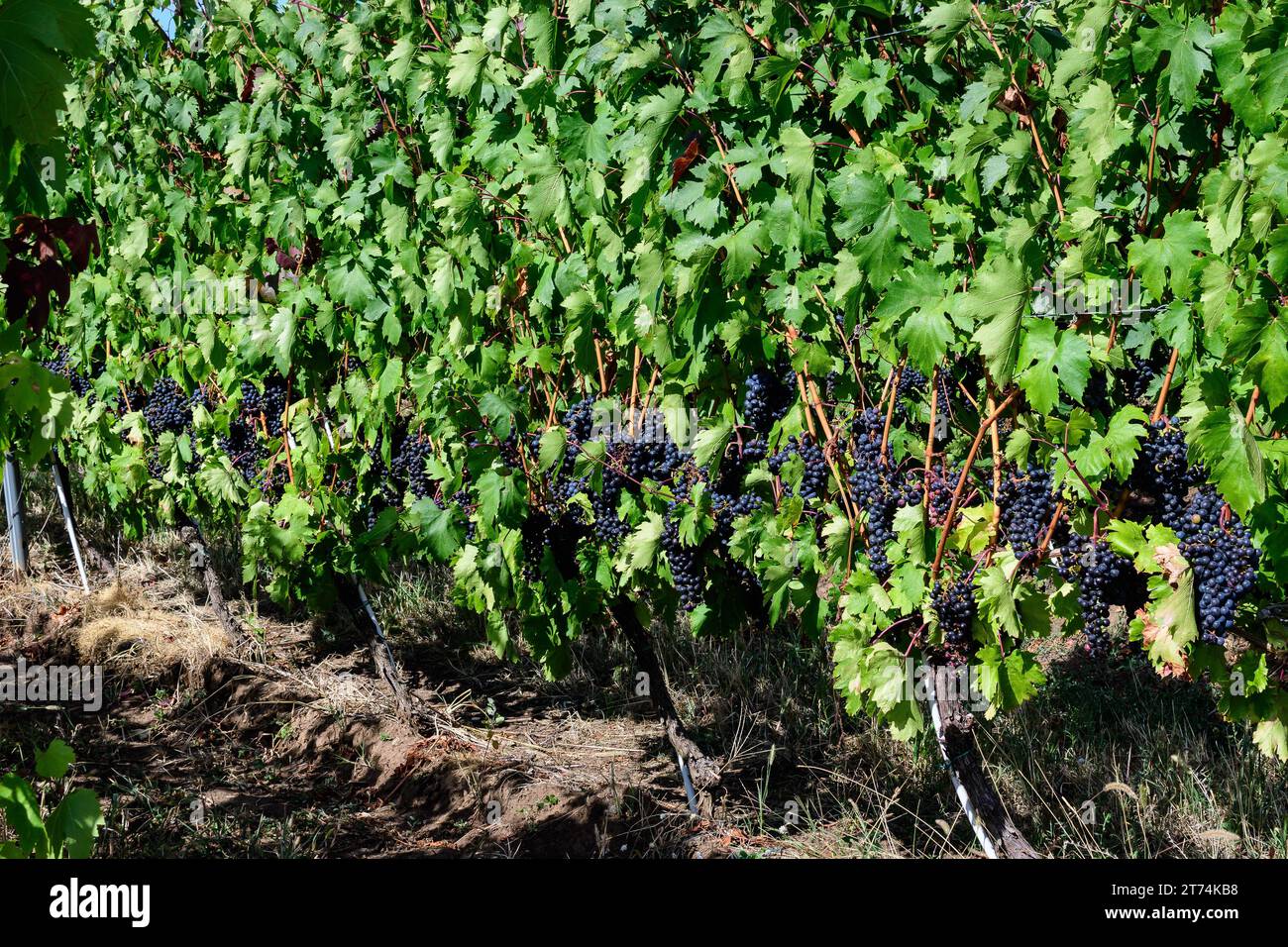 Fila con grandi piante con molte uve biologiche nere scure mature e foglie verdi in vigna in una giornata di sole autunno Foto Stock