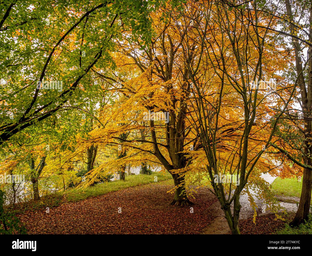 Un albero maestoso con un baldacchino autunnale dorato nel Wharfemeadows Park, Otley. REGNO UNITO Foto Stock