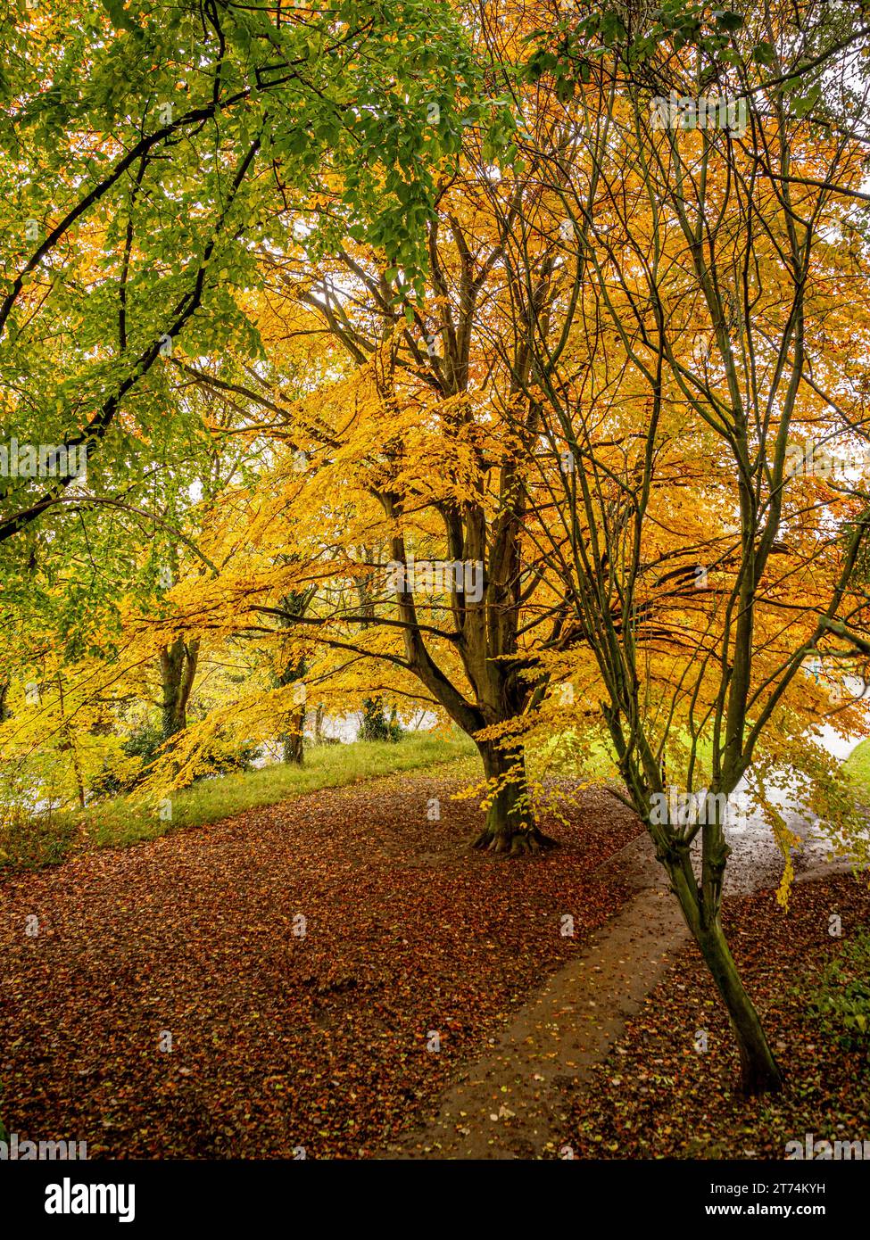 Un albero maestoso con un baldacchino autunnale dorato nel Wharfemeadows Park, Otley. REGNO UNITO Foto Stock