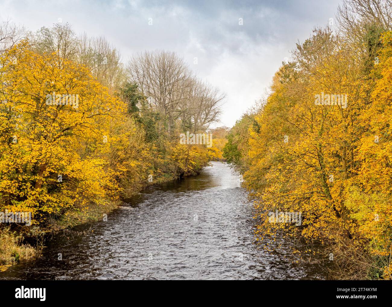 Il River Wharfe si snoda attraverso Otley, fiancheggiato da alberi adornati da un vivace fogliame dorato. REGNO UNITO Foto Stock