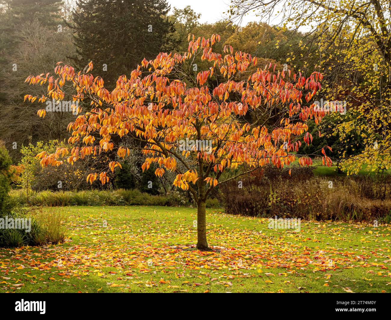 Albero solitario di Prunus sargentii con foglie rosse e arancioni in autunno Foto Stock