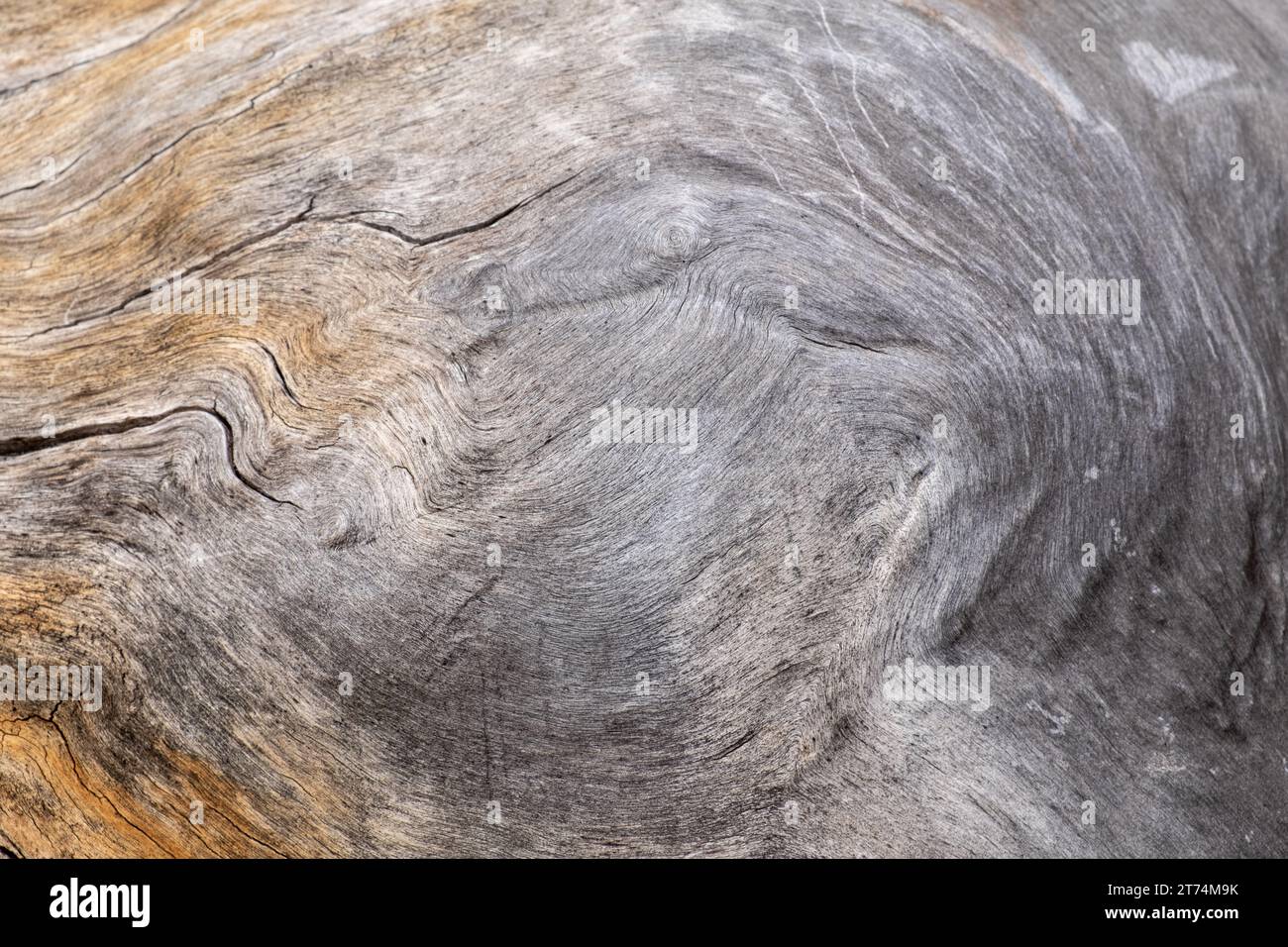 Dettagli in legno invecchiato e resistente agli agenti atmosferici con un motivo vorticoso. Tronco marrone e grigio di un albero caduto. Foto Stock