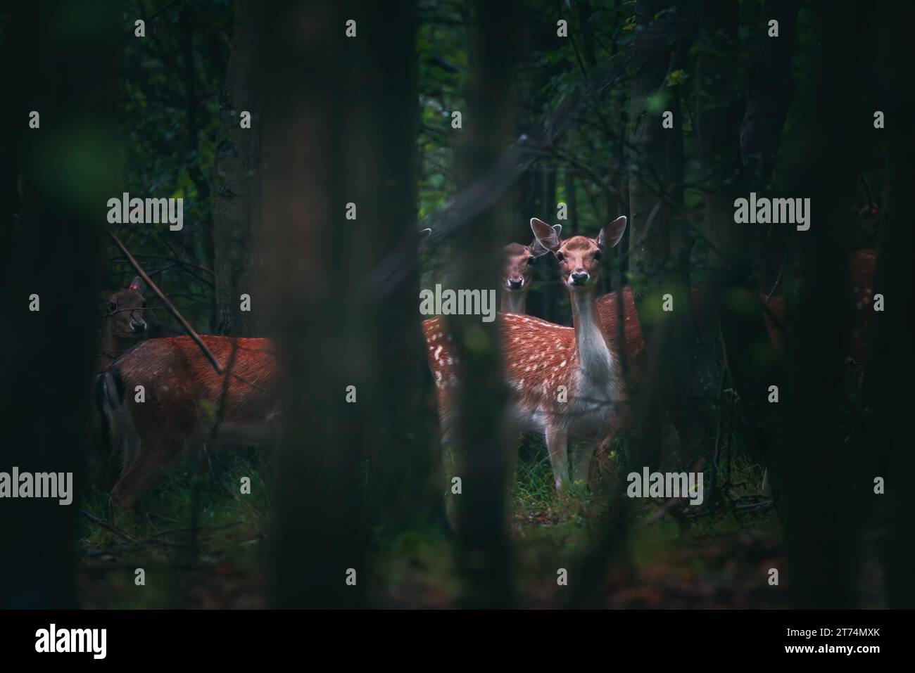 Il piccolo cervo, il giovane capriolo, si trova in una foresta mistica Foto Stock