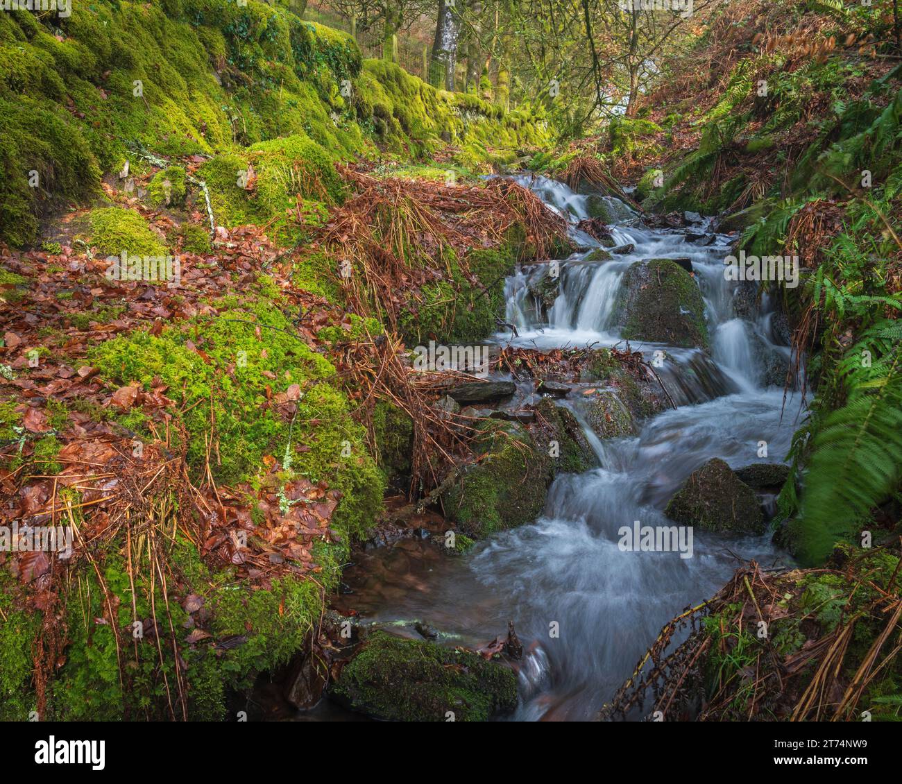 Acqua che scende lungo la collina per raggiungere Weir Water a Robbers Bridge, Hookway Hill, Porlock, Somerset, Inghilterra, Regno Unito, parte dell'Exmoor National Park. Foto Stock