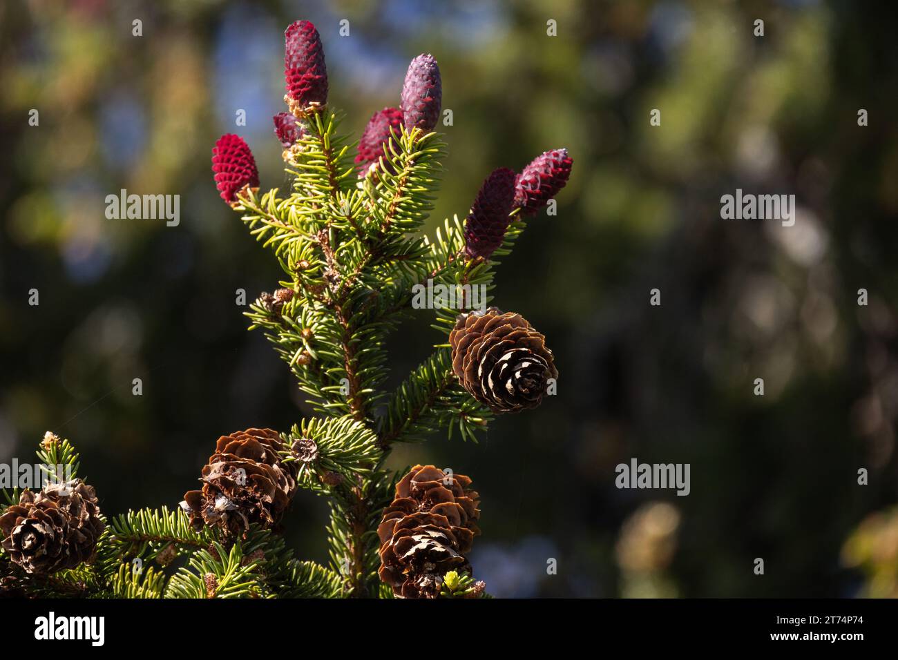 Ramo di abete rosso con coni rossi su sfondo naturale sfocato in una soleggiata giornata primaverile Foto Stock