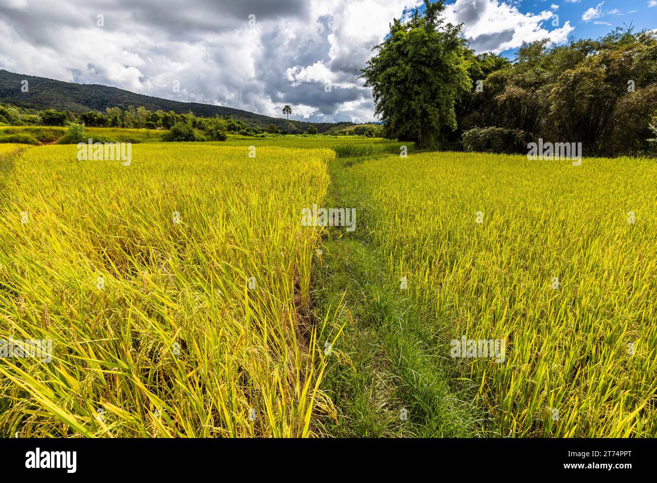 Risaie, vicino al sito 3 della pianura dei vasi (pianura dei vasi), sobborgo di Phonsavan, provincia di Xiangkhouang, Laos, Sud-est asiatico, Asia Foto Stock