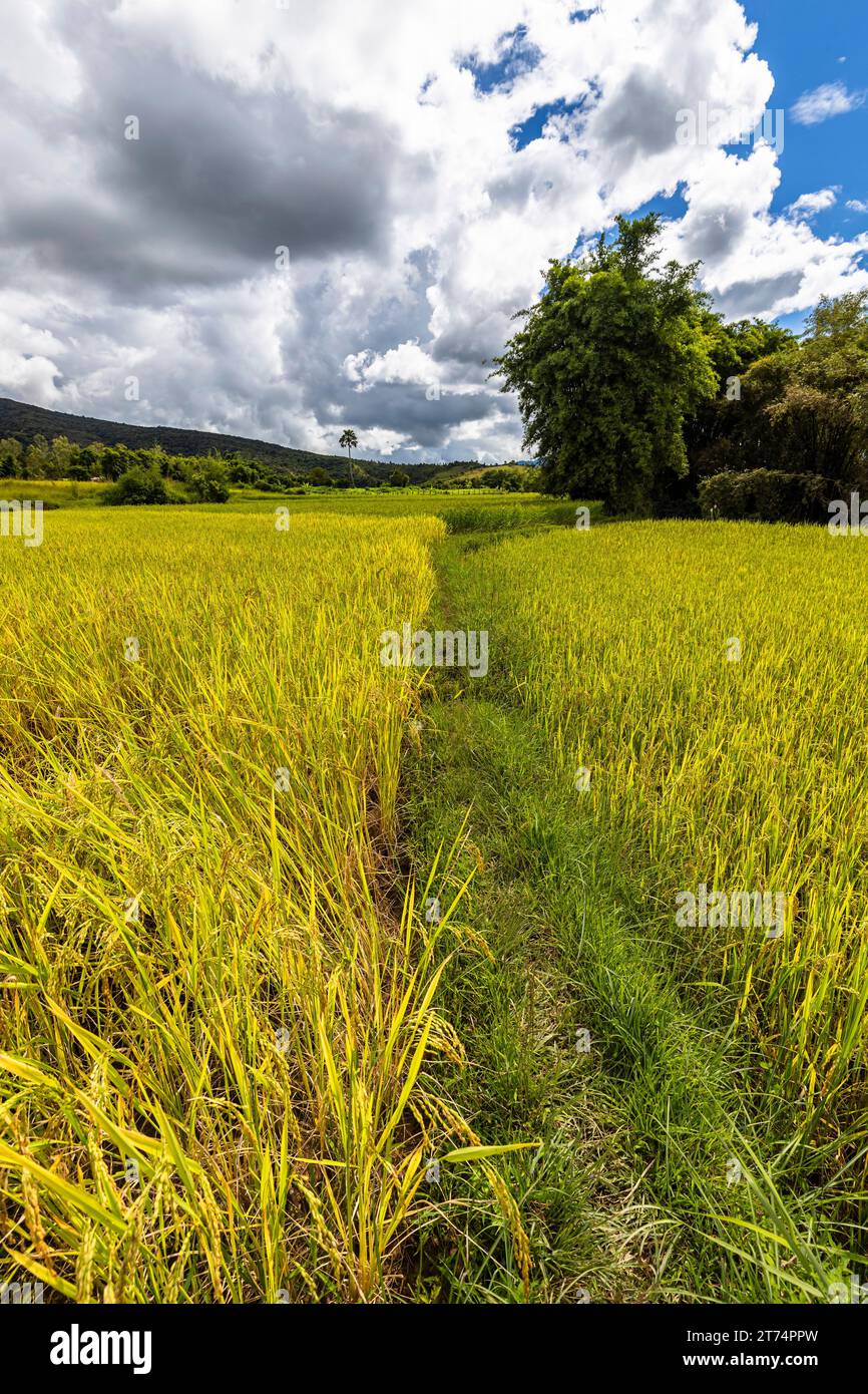 Risaie, vicino al sito 3 della pianura dei vasi (pianura dei vasi), sobborgo di Phonsavan, provincia di Xiangkhouang, Laos, Sud-est asiatico, Asia Foto Stock