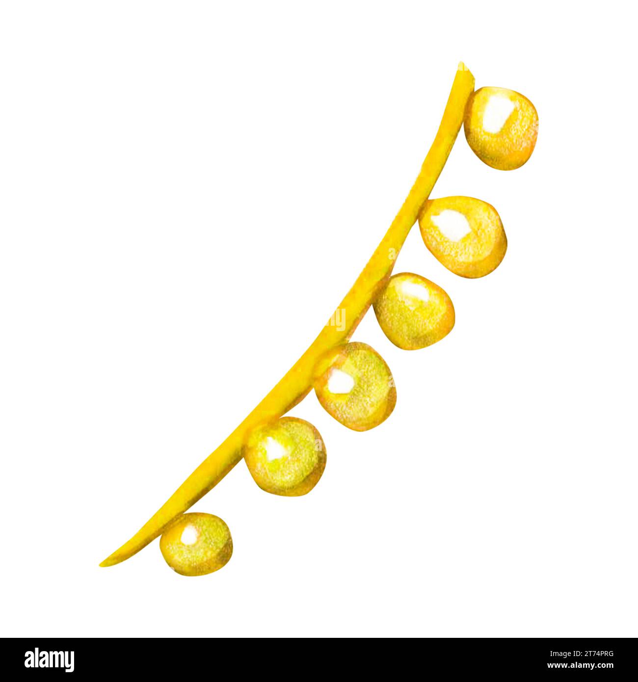 Ornamenti natalizi ghirlande luminose. Cordoncino decorativo di Natale in oro ghirlande chiaro. Decorazioni natalizie in acquerello Foto Stock