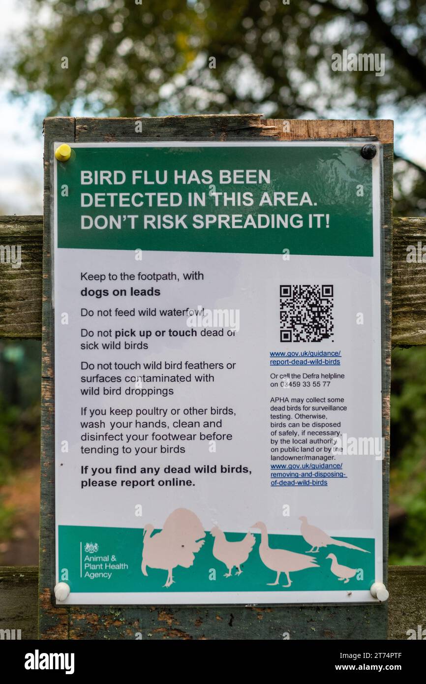 Segno o avviso circa l'influenza aviaria che dichiara l'influenza aviaria è stata rilevata in questa zona, Inghilterra, Regno Unito Foto Stock