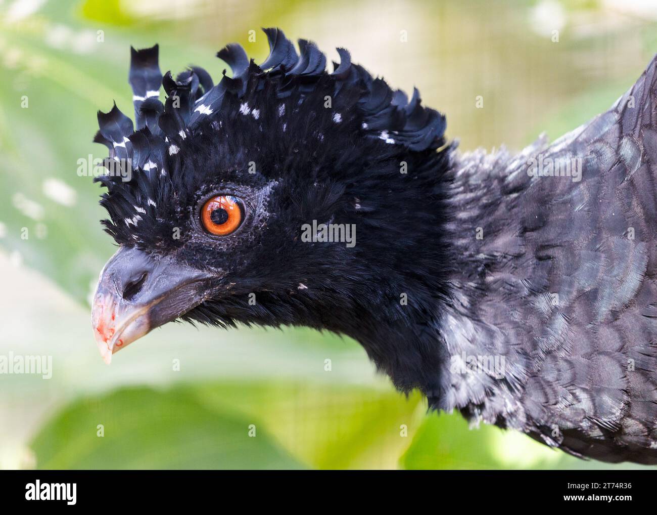 Scopri lo splendore di Crax rubra, il grande curassow, nel suo habitat naturale. Originario dell'America centrale e meridionale, questo magnifico uccello cattura un Foto Stock