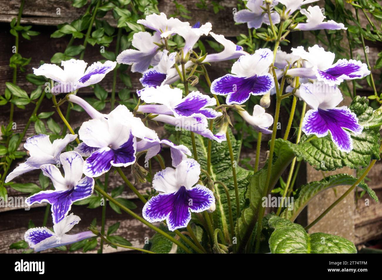 Streptocarpus marion Cape Prinrose una pianta perenne bianca e viola piantata all'aperto in un luogo soleggiato per l'estate pianta al coperto per l'inverno come tenera al gelo Foto Stock