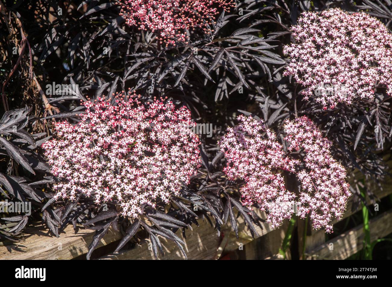 Sambucus nigra sambuco nero diciduous un arbusto cespuglioso o un piccolo albero che ha le foglie di colore nero e anche bacche nere in autunno. È completamente hardy. Foto Stock