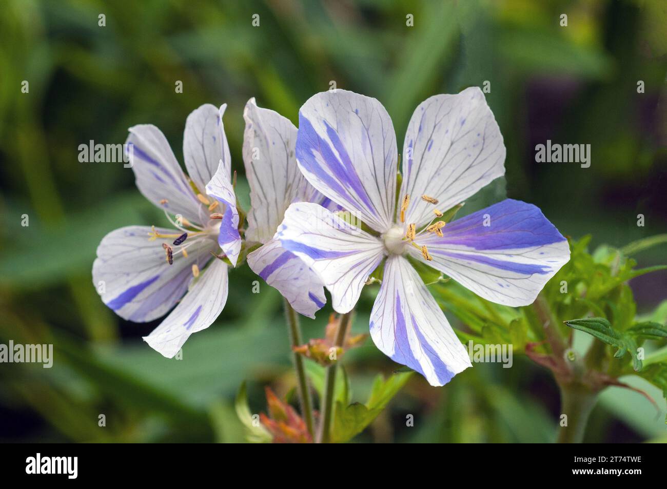 Primo piano di Geranium pratense striatum Splish Splash, anche gru per prati, una perenne decidua resistente che si adatta perfettamente alla copertura del terreno Foto Stock