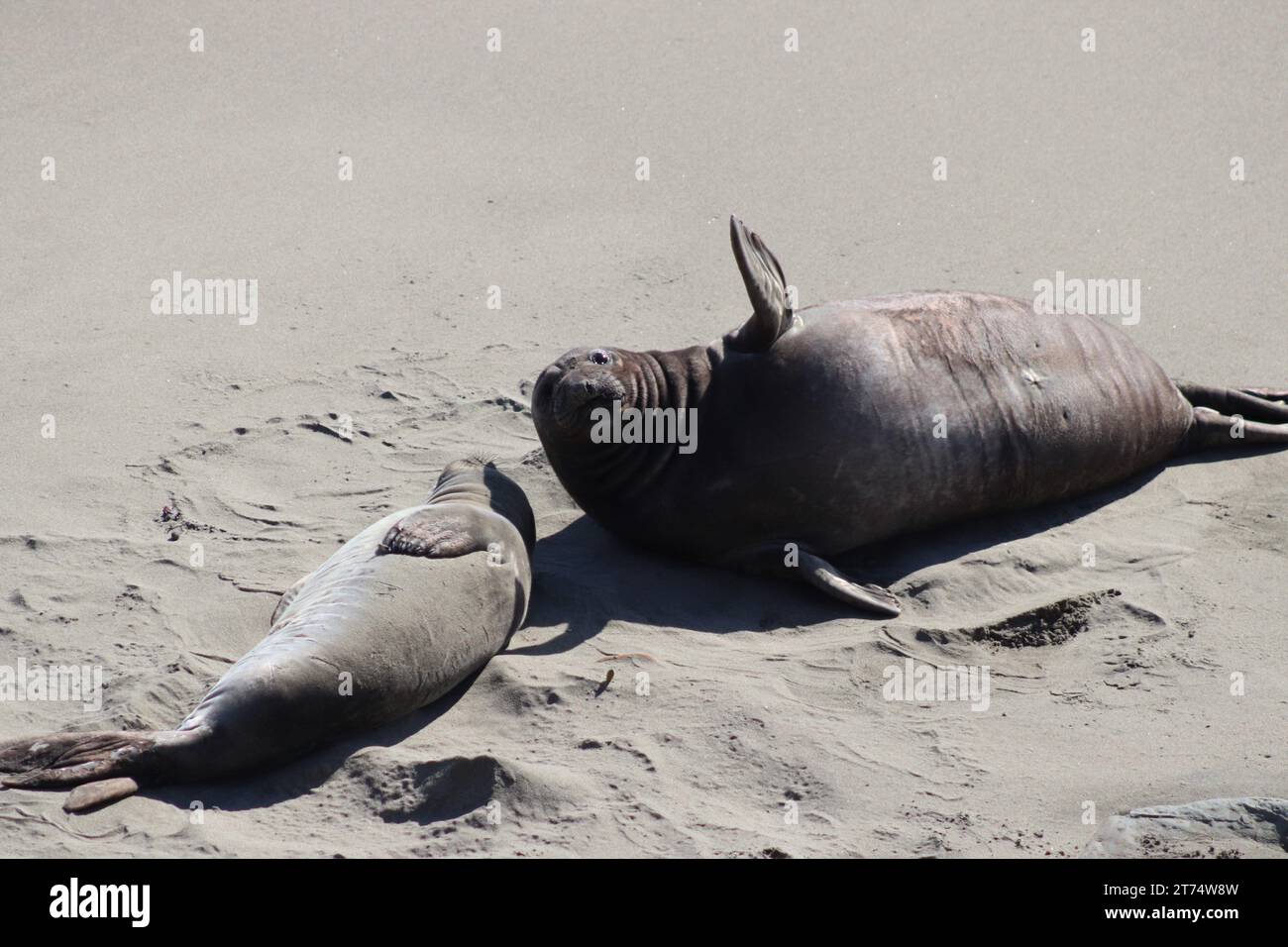 Foca elefante sulla costa della California Foto Stock