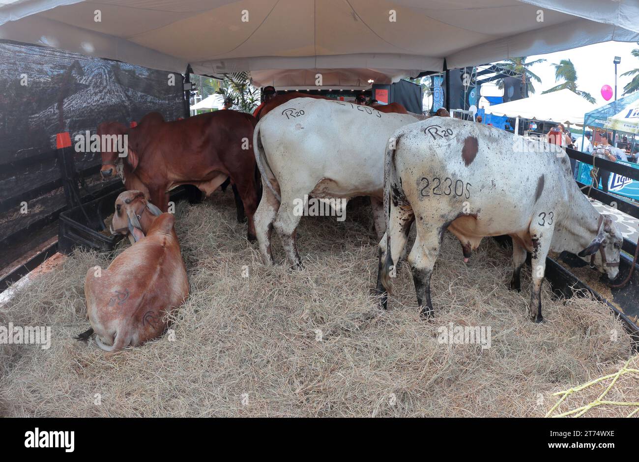 MARACAIBO-VENEZUELA- 02-11-2023- alcune mucche della razza Blancer sono viste in un corral durante la fiera del bestiame latinoamericana nella città di Maracaibo. © Foto Stock
