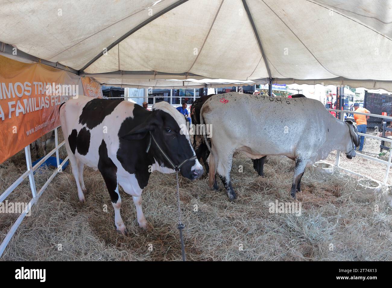 MARACAIBO-VENEZUELA- 02-11-2023- le vacche della razza holstein sono viste insieme in un corral durante la fiera del bestiame latinoamericana nella città di Maracai Foto Stock
