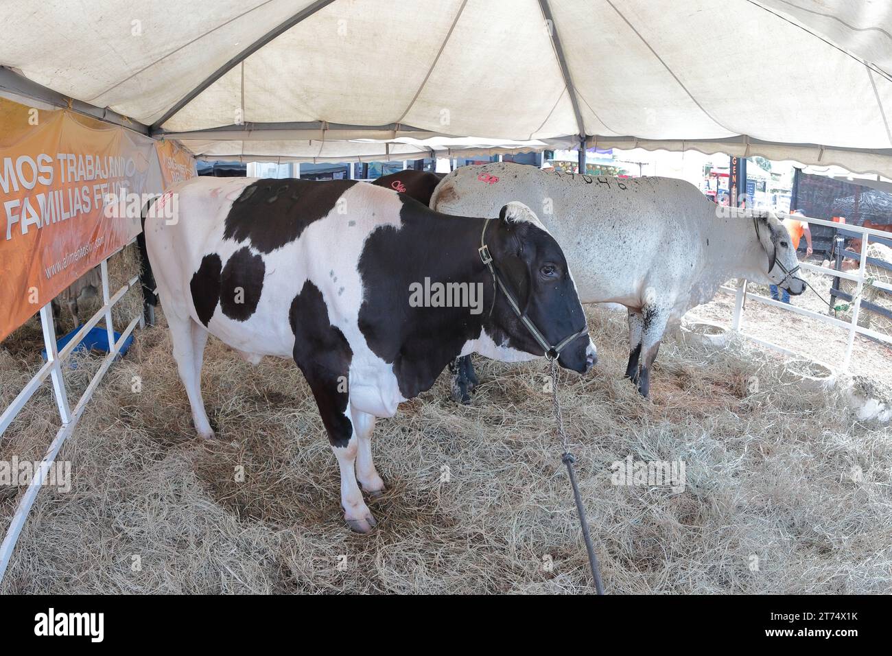 MARACAIBO-VENEZUELA- 02-11-2023- le vacche della razza holstein sono viste insieme in un corral durante la fiera del bestiame latinoamericana nella città di Maracai Foto Stock