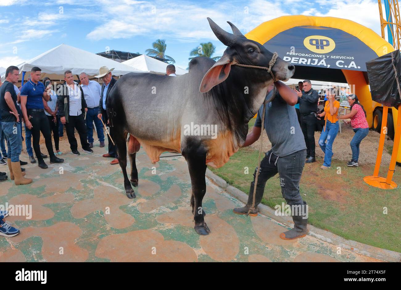 MARACAIBO-VENEZUELA- 02-11-2023- Un tori di cebu è esposto a diverse persone durante la fiera del bestiame latino-americano nella città di Maracaibo.©JOSE BULA Foto Stock