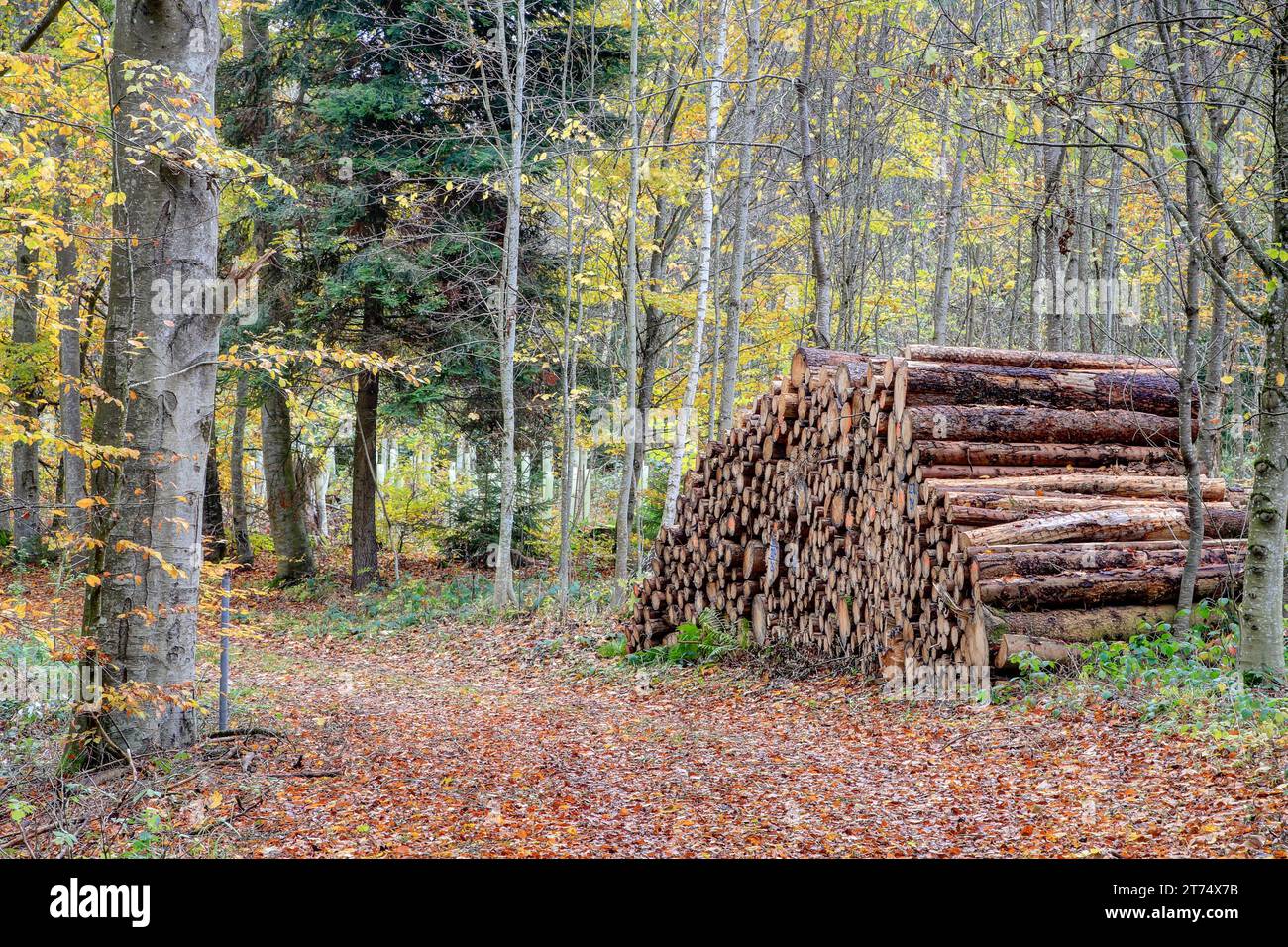 Una magia autunnale si svolge, il sentiero della foresta, un caleidoscopio di foglie colorate, conduce attraverso alberi gialli passando davanti a una pila di tronchi d'albero, un'astuzia silenziosa Foto Stock