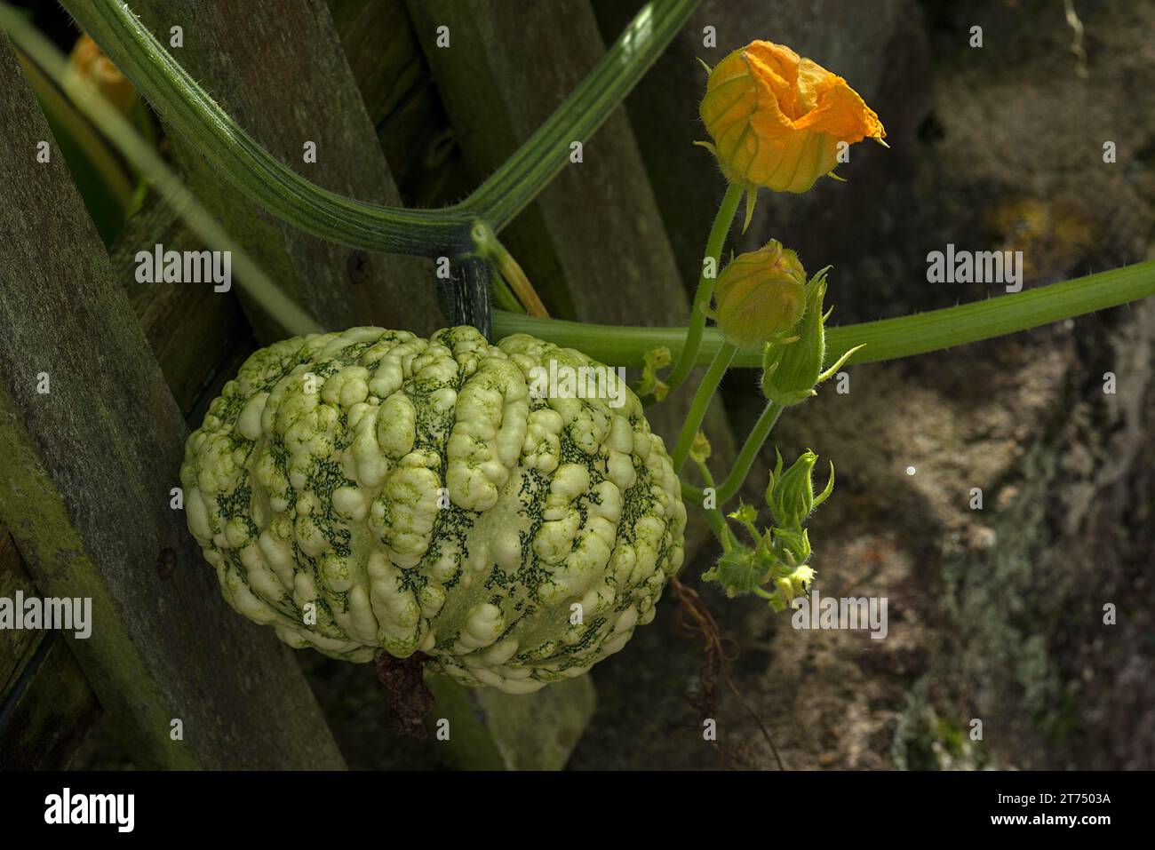 Zucca ornamentale (Cucurbita ssp) con fiore su un cespuglio, Baviera, Germania Foto Stock