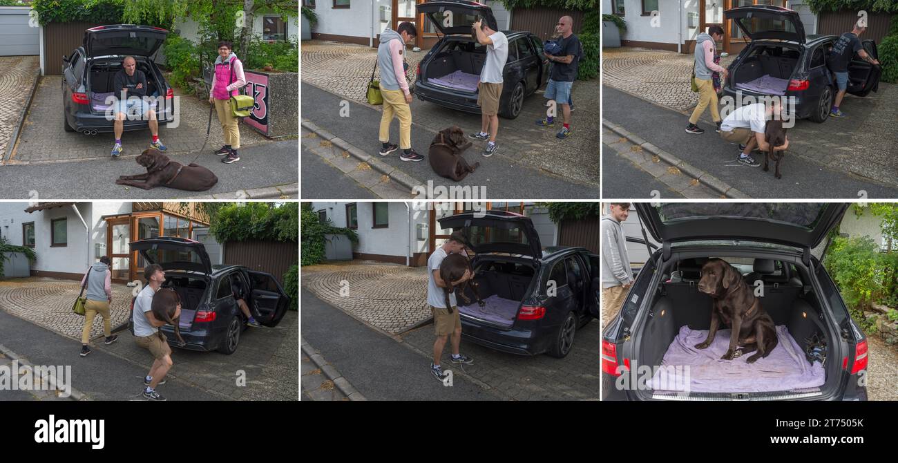 La famiglia aiuta il loro vecchio e malato cane in macchina, Baviera, Germania Foto Stock