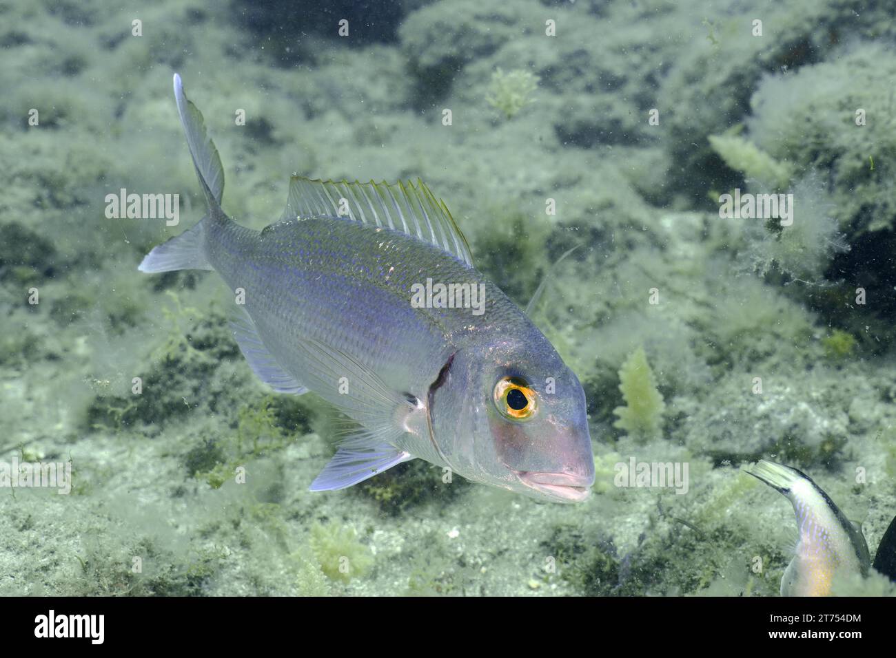 Orata delle Canarie (Dentex canariensis), sito di immersione El Cabron Marine Reserve, Arinaga, Gran Canaria, Spagna, Oceano Atlantico Foto Stock