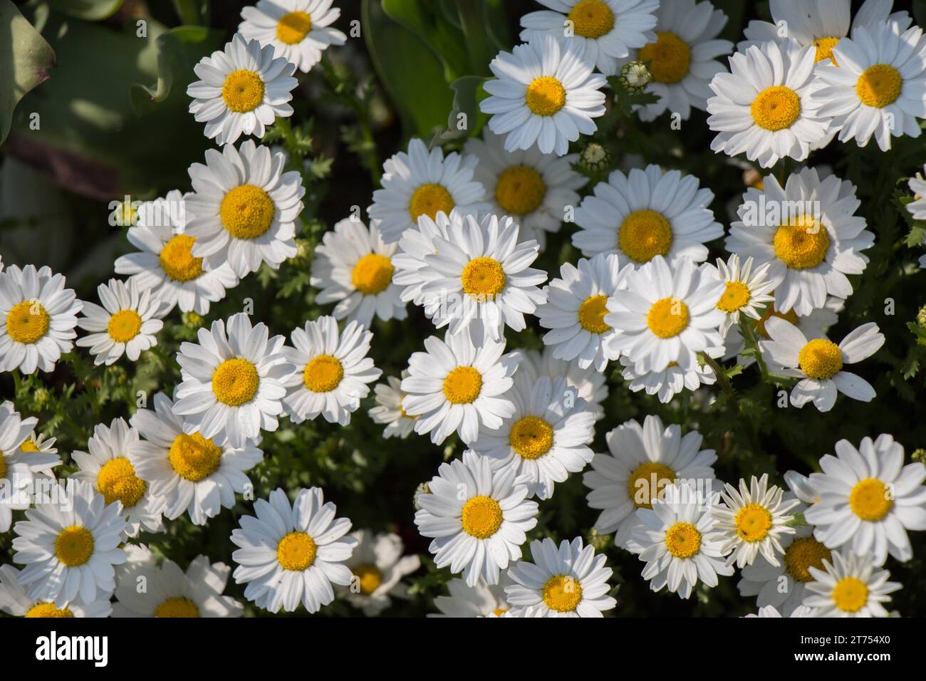 Bellissimi fiori a margherita come sfondo Foto Stock