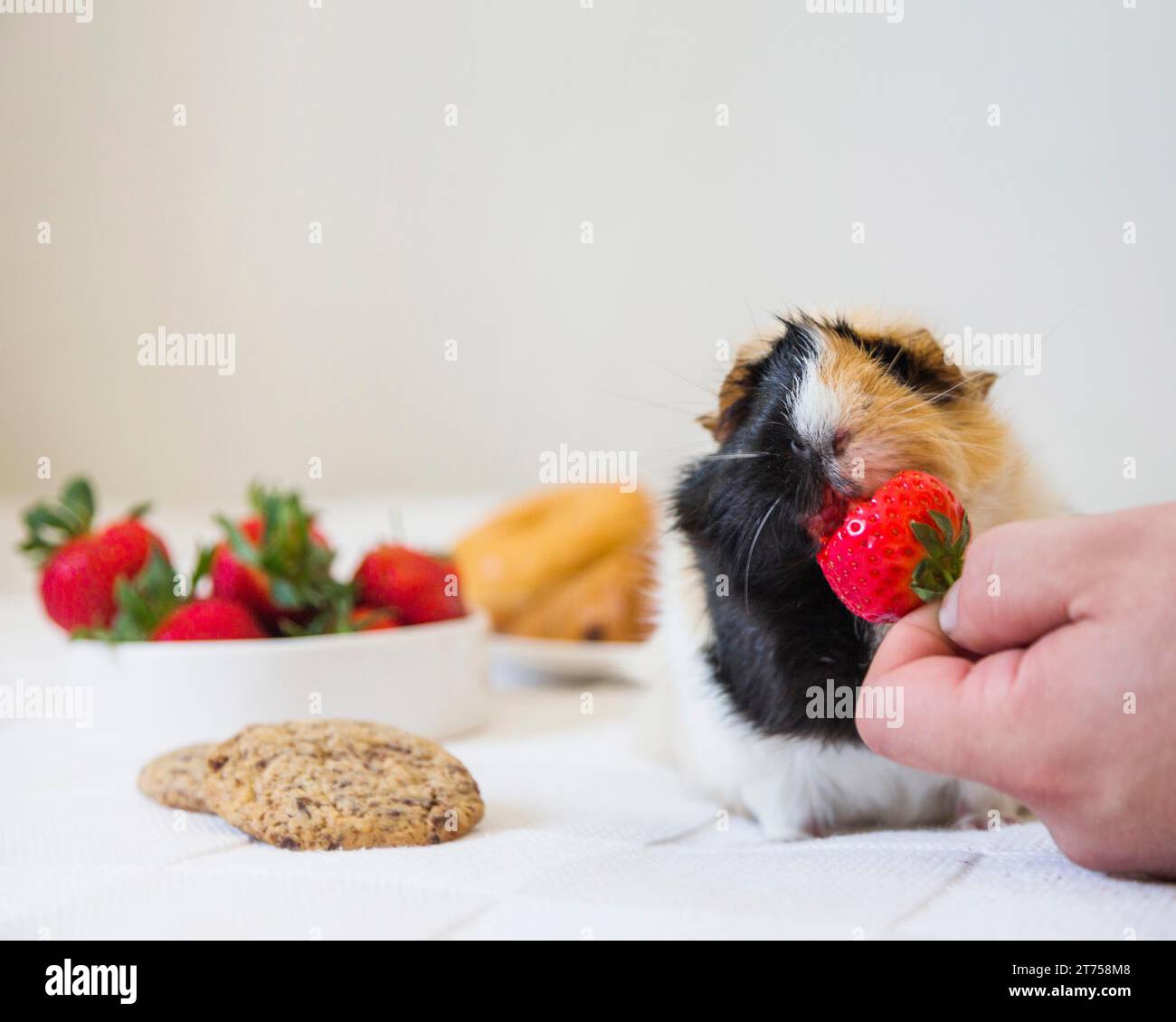 Mano della persona che alimenta il coniglio alla fragola Foto Stock