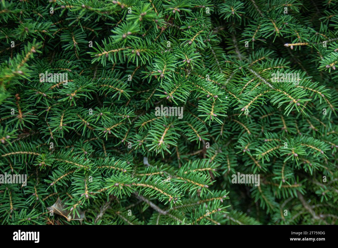 pino, i suoi rami verdi e fitti evocano la tranquillità della foresta Foto Stock