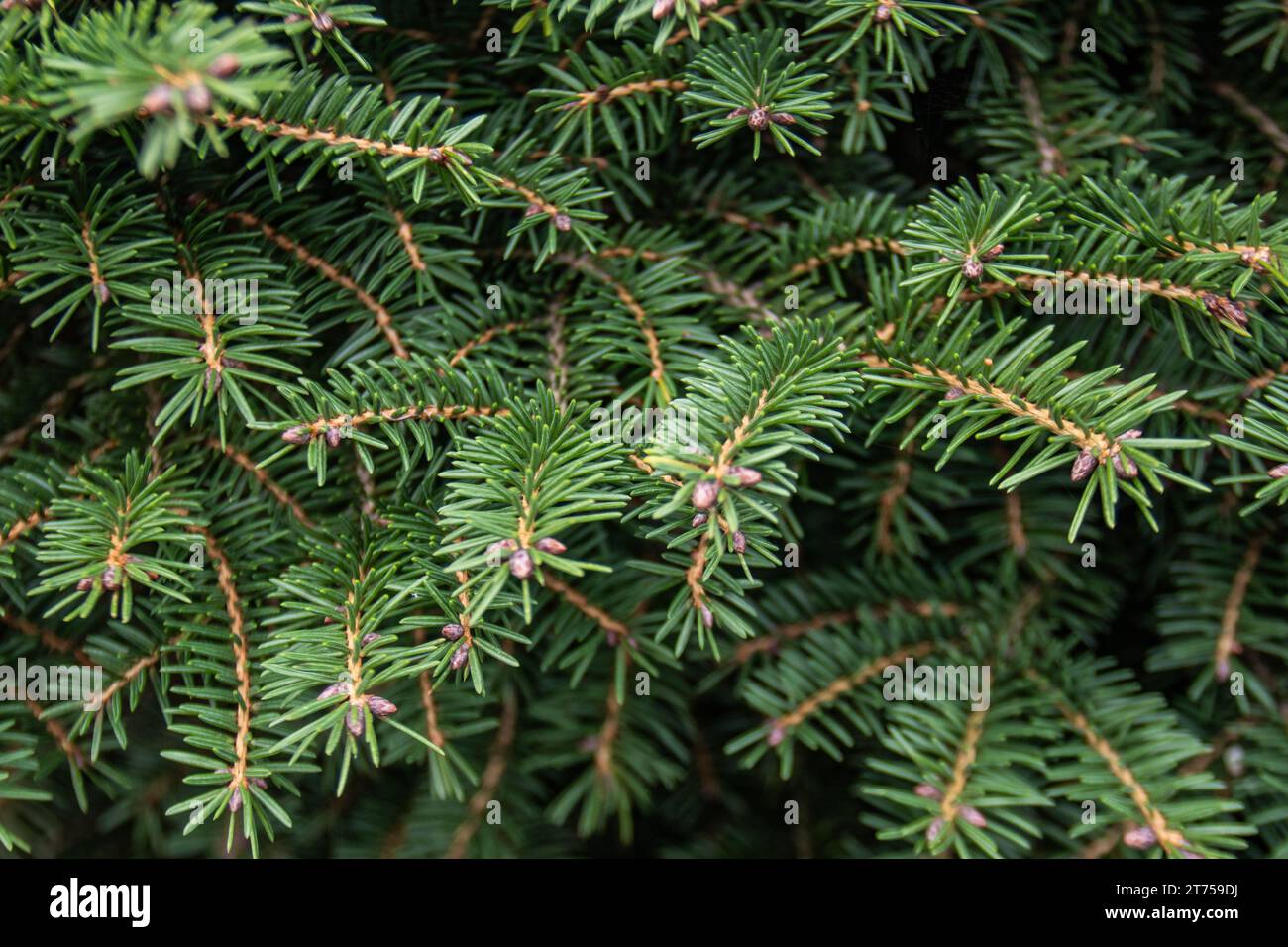 la bellezza serena dei rami lussureggianti e stretti di un pino, un tributo alla resilienza della natura Foto Stock