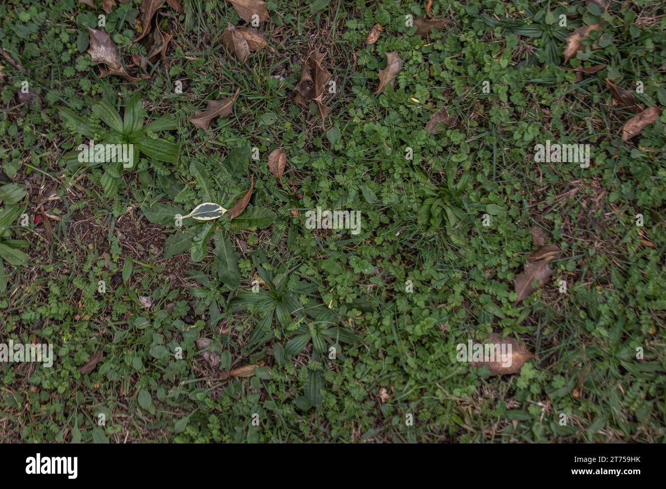 Uno sfondo astratto e naturale formato da un lussureggiante prato verde, ideale per una varietà di progetti di design Foto Stock