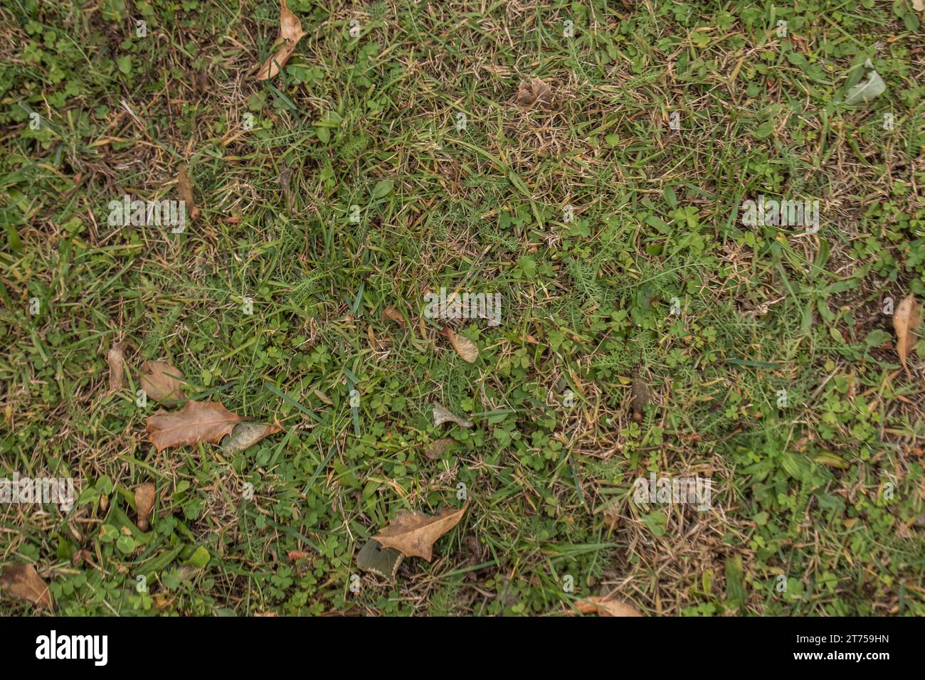 Uno sfondo astratto e naturale formato da un lussureggiante prato verde, ideale per una varietà di progetti di design Foto Stock