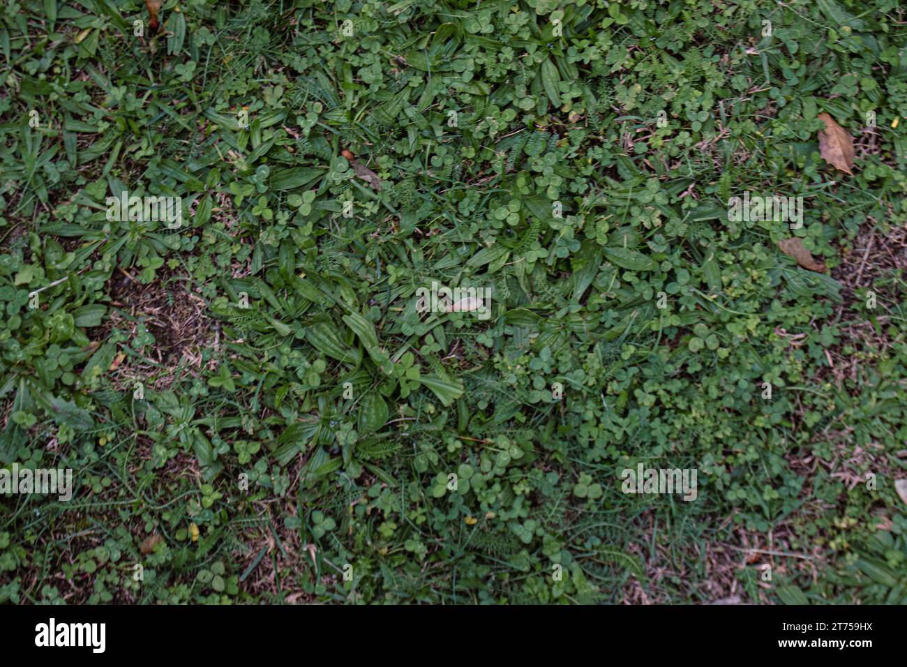Uno sfondo astratto e naturale formato da un lussureggiante prato verde, ideale per una varietà di progetti di design Foto Stock
