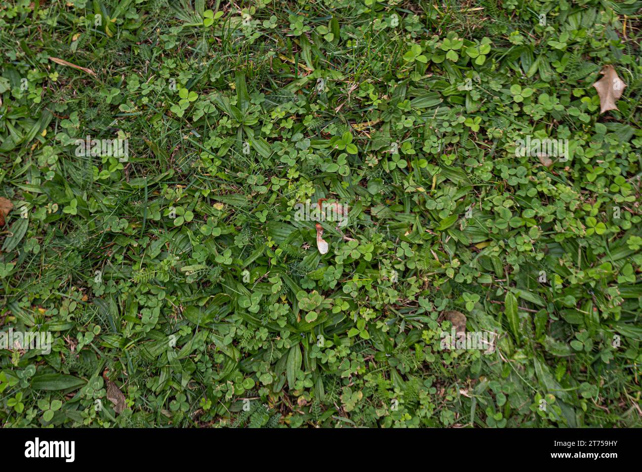 Uno sfondo astratto e naturale formato da un lussureggiante prato verde, ideale per una varietà di progetti di design Foto Stock