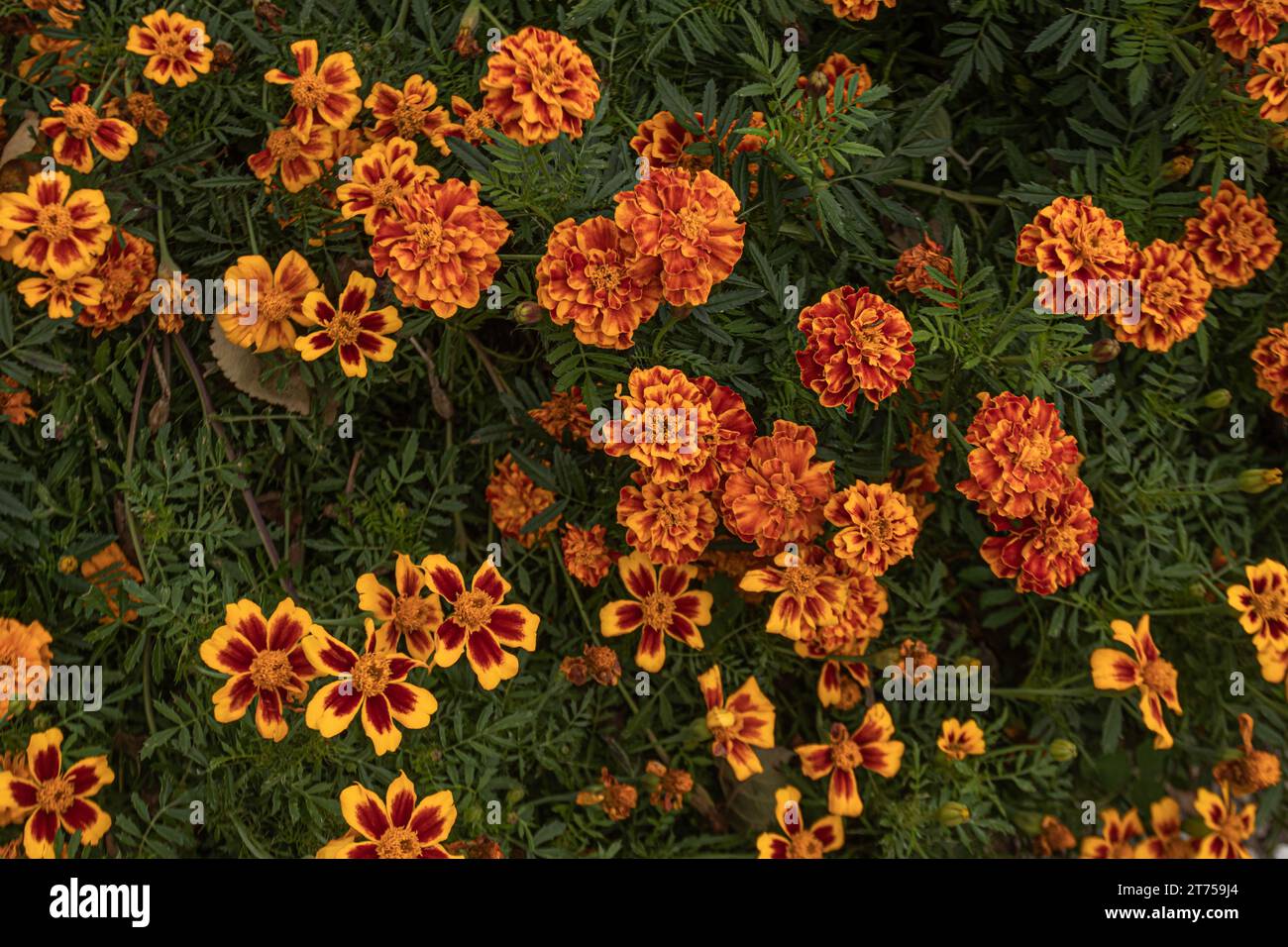 Primo piano dei fiori di tagete calendula, i loro vivaci motivi arancioni che si armonizzano con il fogliame circostante Foto Stock