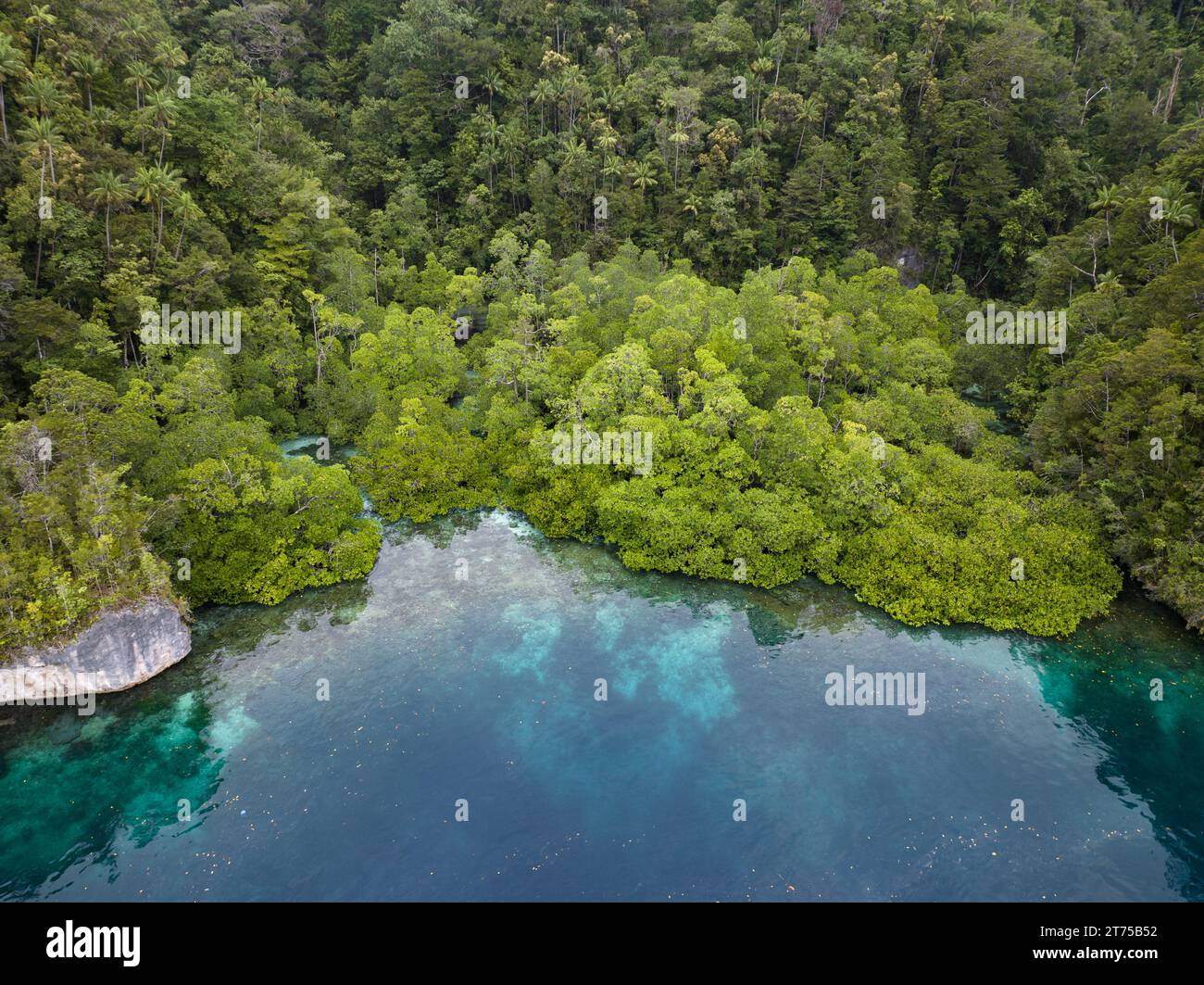 Una foresta di mangrovie è annidata in un'alcova calcarea a Raja Ampat, Indonesia. Le mangrovie offrono un habitat vitale per molte specie di pesci e invertebrati. Foto Stock