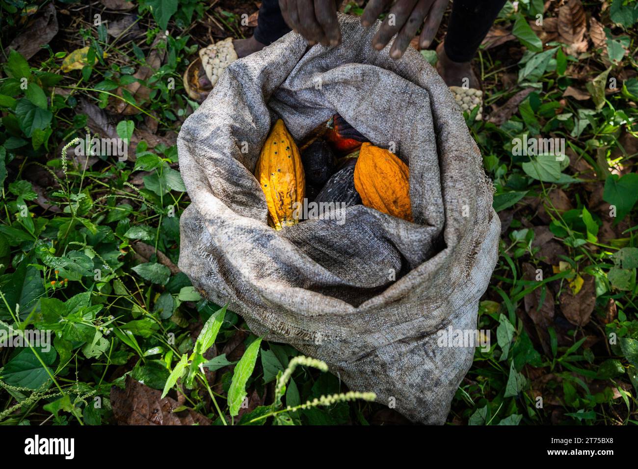 Un sacco con baccelli di cacao appena raccolti da un agricoltore nella sua coltivazione Foto Stock