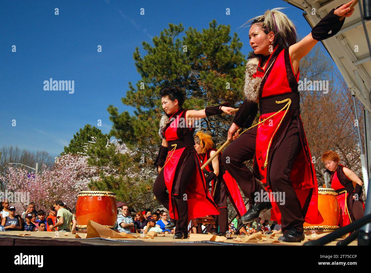 Un gruppo giapponese di tamburi e danze Taiko preforma sul palco di un festival sakura in fiore di ciliegi Foto Stock